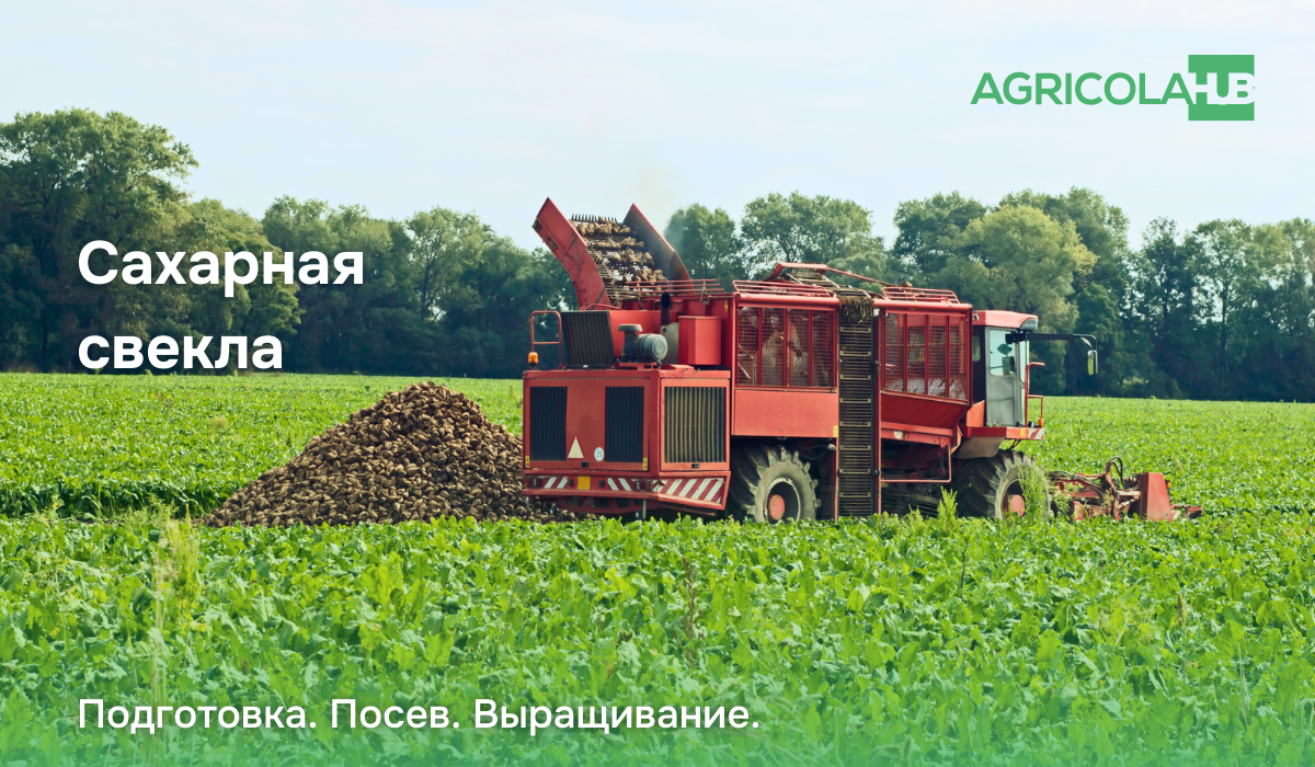 Блог :: Сахарная свекла – подготовка почвы, посев, выращивание, обработка -  AgricolaHub - Platforma agricultorilor din Moldova